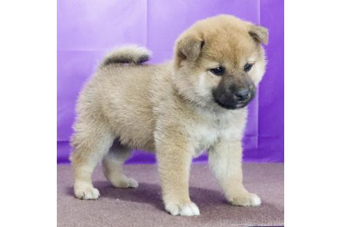 成約済の愛知県の柴犬-372904の3枚目